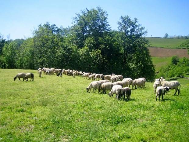 OVCARSTVO KORISNO ZANIMANJE - STADO ACE IGNJATOVICA