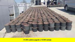 31.500 sadnica jagode u 10.500 saksija