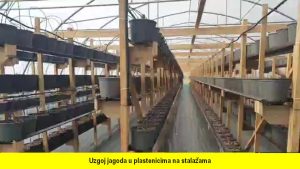 Uzgoj jagoda u plastenicima na stalažama